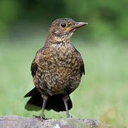 Common Blackbird