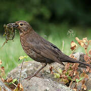 Common Blackbird