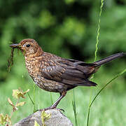 Common Blackbird