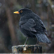 Common Blackbird