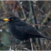 Common Blackbird