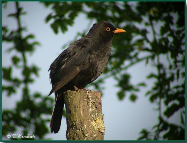 Common Blackbird