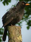 Common Blackbird