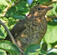 Common Blackbird