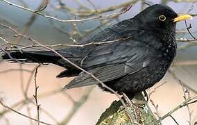 Common Blackbird