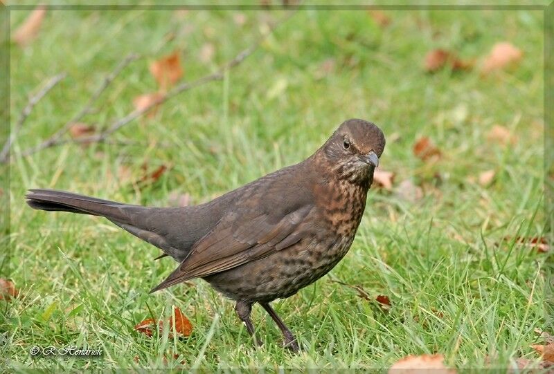 Common Blackbird