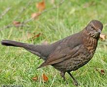 Common Blackbird