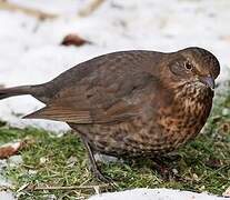 Common Blackbird