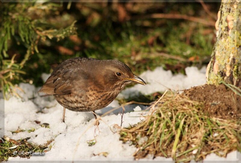 Common Blackbird