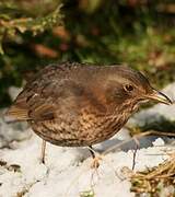 Common Blackbird