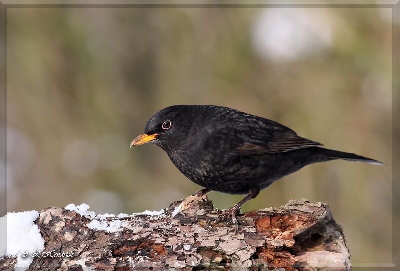 Common Blackbird