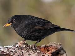 Common Blackbird