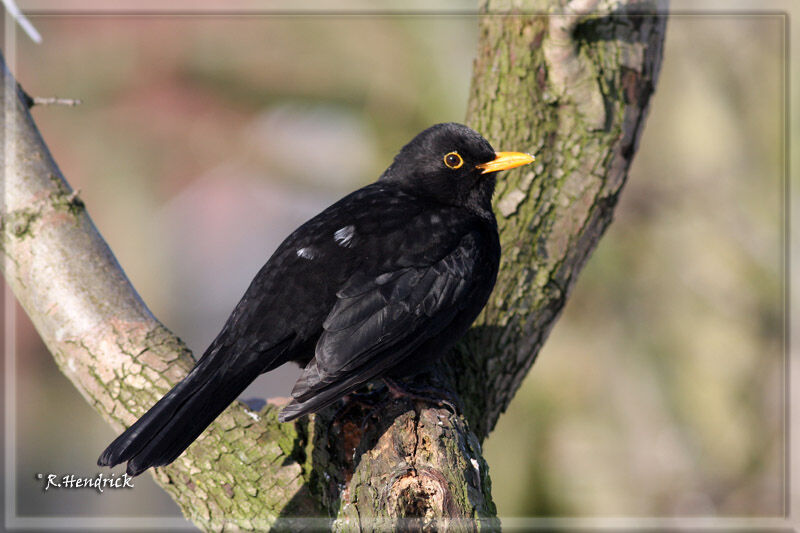 Common Blackbird