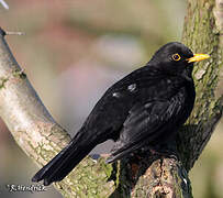 Common Blackbird