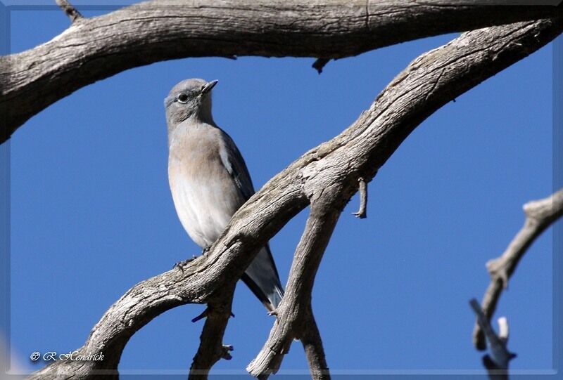 Mountain Bluebird