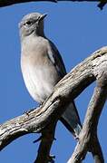 Mountain Bluebird