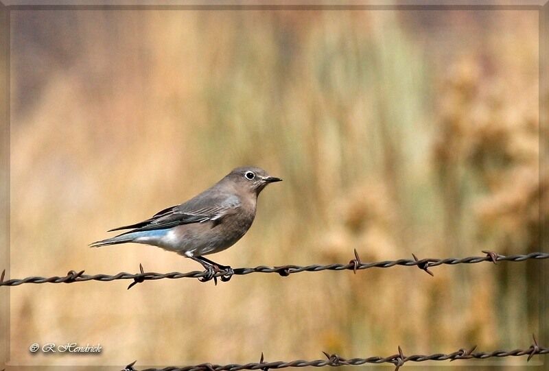 Mountain Bluebird