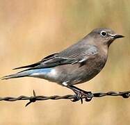 Mountain Bluebird