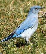 Mountain Bluebird