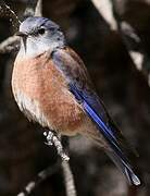 Eastern Bluebird