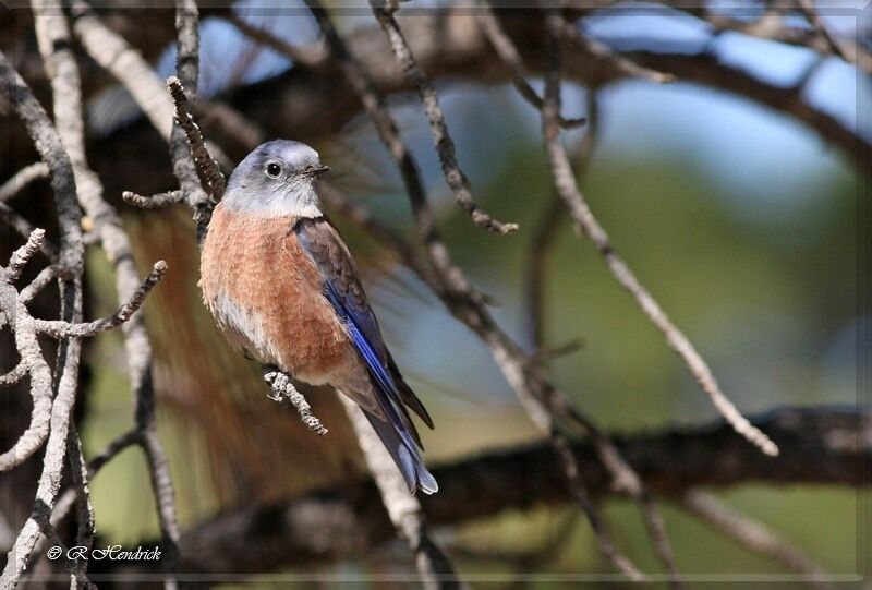 Eastern Bluebird