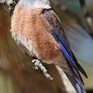 Merlebleu de l'Est