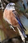 Eastern Bluebird