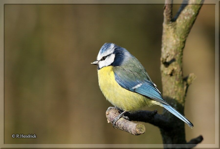 Mésange bleue