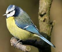 Eurasian Blue Tit