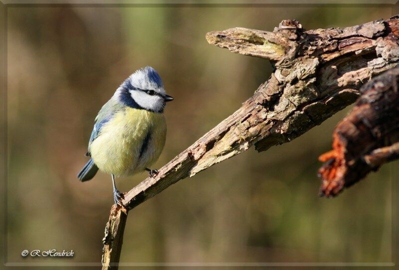 Mésange bleue