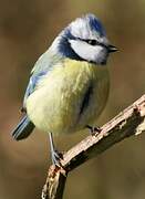 Eurasian Blue Tit