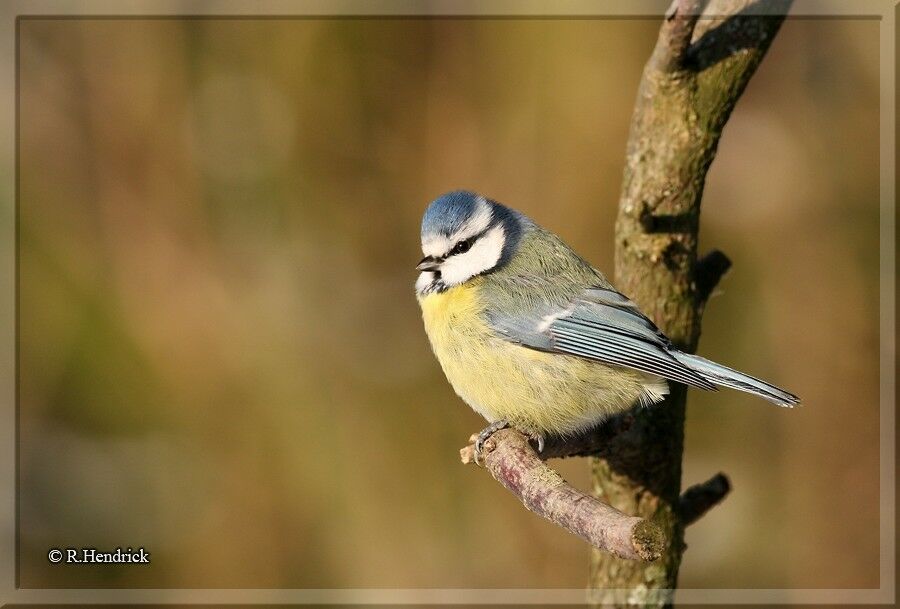 Eurasian Blue Tit