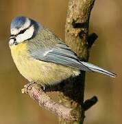 Eurasian Blue Tit