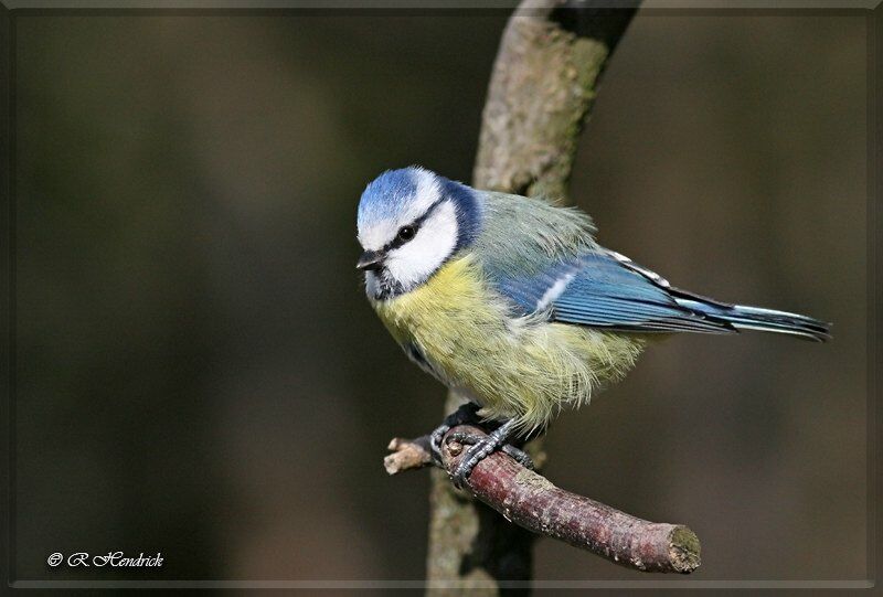 Mésange bleue