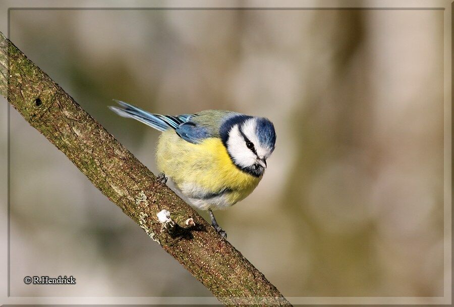 Eurasian Blue Tit