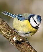 Eurasian Blue Tit