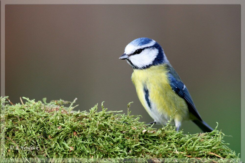 Eurasian Blue Tit