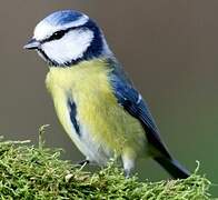 Eurasian Blue Tit