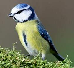 Mésange bleue