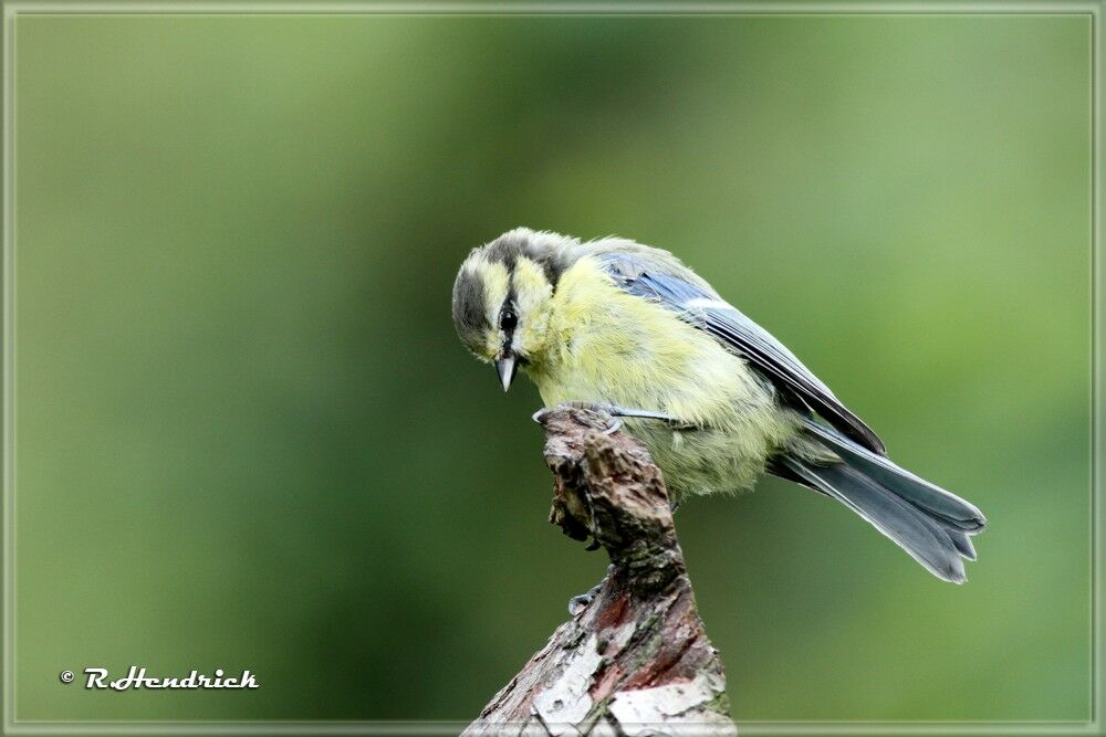 Mésange bleue