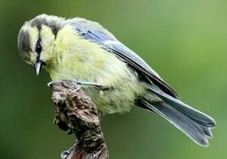 Mésange bleue