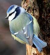 Eurasian Blue Tit