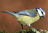 Mésange bleue