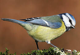 Mésange bleue