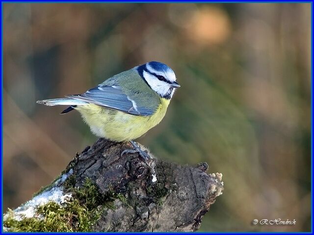 Mésange bleue