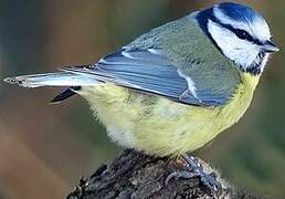 Eurasian Blue Tit