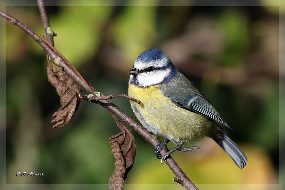 Mésange bleue