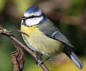 Mésange bleue