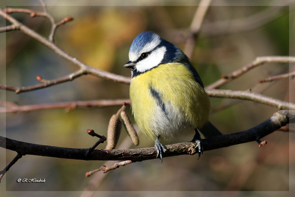 Mésange bleue