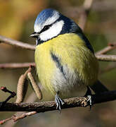 Eurasian Blue Tit